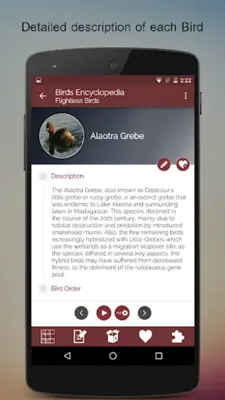 Birds Encyclopedia Offline App android App screenshot 12